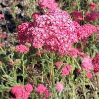 Achillea millefolium 'Rose Madder'